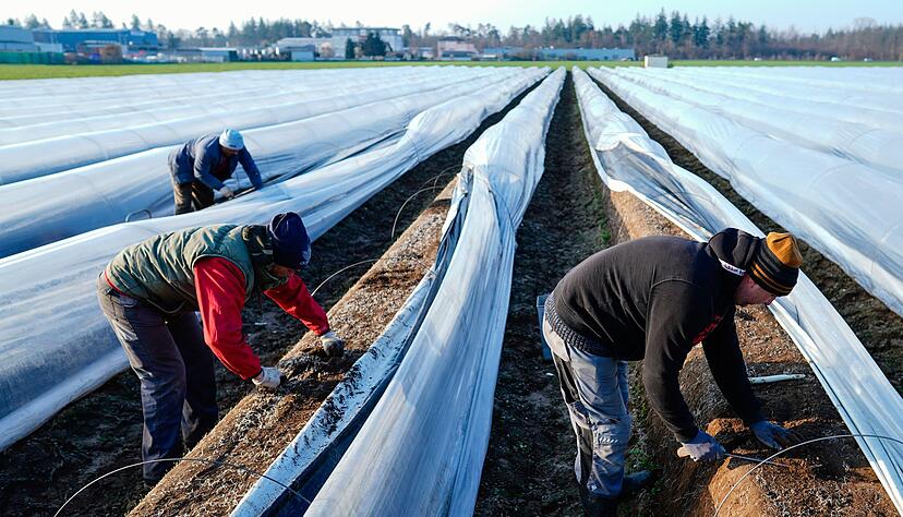 Die Spargelsaison beginnt laut dem Verband Süddeutscher Spargel- und Erdbeeranbauer in Baden-Württemberg wohl nicht vor Mitte März. (Archivbild) Die Spargelsaison beginnt laut dem Verband Süddeutscher Spargel- und Erdbeeranbauer in Baden-Württemberg wohl nicht vor Mitte März. (Archivbild)
