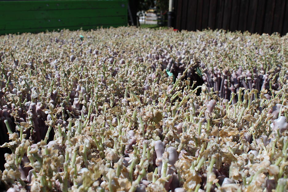 Veredelte Rebst&ouml;cke gehen von Lauffen aus in die ganze Welt.
