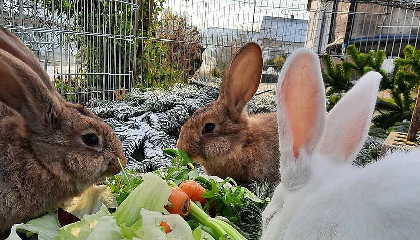 Hätte man die Kaninchen beizeiten geimpft, wären sie vor einem plötzlichen Tod bewahrt worden, ist sich Gina Zundel sicher.  Foto: privat