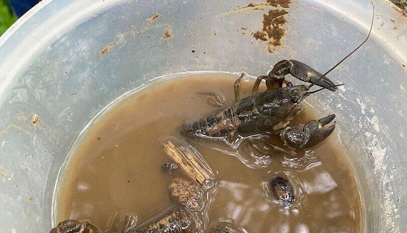 Drei Krebse: Diese Exemplare sind den M&auml;dchen in die Sch&uuml;ssel gesprungen. Laut Experten handelt es sich um invasive Signalkrebse.