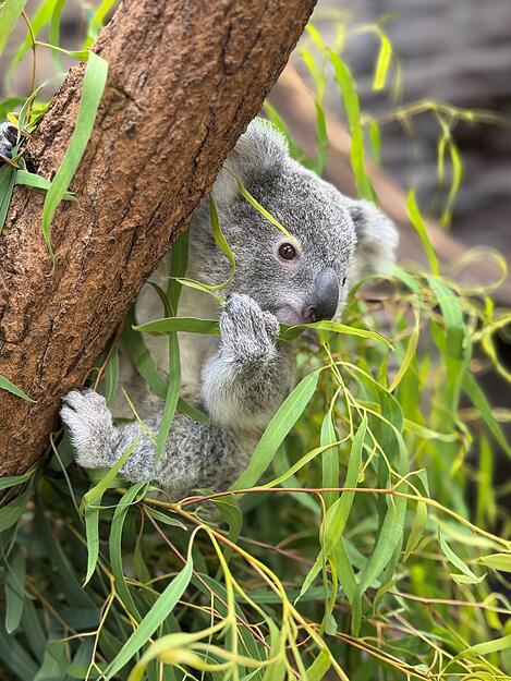 Das von Koala-Dame Auburn zur Welt gebrachte weibliche Jungtier hei&szlig;t Jimbelung.