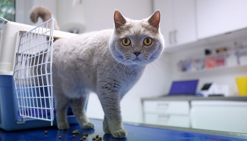 Bevor die neue Gebührenordnung für Tierärzte am 22. November in Kraft tritt, denkt so mancher über eine Tierkrankenversicherung nach. Bevor die neue Gebührenordnung für Tierärzte am 22. November in Kraft tritt, denkt so mancher über eine Tierkrankenversicherung nach.