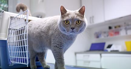 Bevor die neue Gebührenordnung für Tierärzte am 22. November in Kraft tritt, denkt so mancher über eine Tierkrankenversicherung nach. Bevor die neue Gebührenordnung für Tierärzte am 22. November in Kraft tritt, denkt so mancher über eine Tierkrankenversicherung nach.