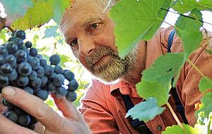 Auch die Wengerter wie hier Wolfgang Haas hatten bei der Lese des Traumjahrgangs 2018 viel Freude.