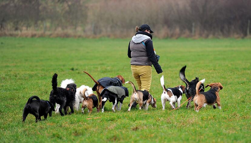 Besser als allein zu Haus: Dogwalker ermöglichen Hunden, im Rudel Gassi zu gehen und mit Artgenossen herumzutoben. Besser als allein zu Haus: Dogwalker ermöglichen Hunden, im Rudel Gassi zu gehen und mit Artgenossen herumzutoben.
