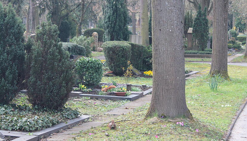 Auf dem Heilbronner Friedhof steht das gro&szlig;e Fr&uuml;hlings-Bl&uuml;hen noch aus. Diesen beiden Eichh&ouml;rnchen ist das egal.
