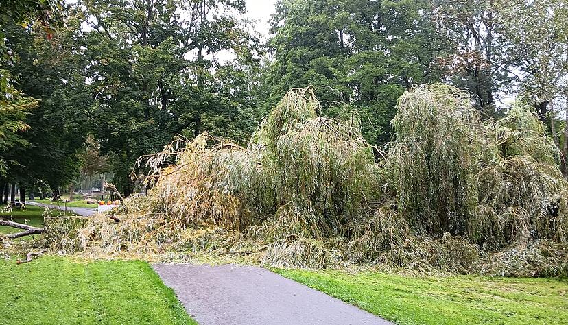 Die umgestürzte Trauerweide blockierte am Vormittag den Radweg am Ende des Sulmtalparks in Neckarsulm.