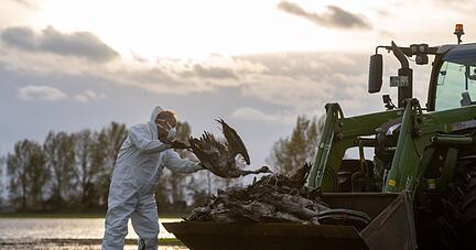 Ein Helfer sammelt in Fehrbellin einen toten Kranich auf und wirft ihn in eine Traktorschaufel.