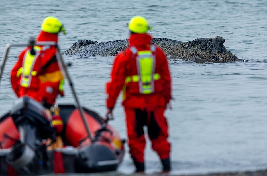 Rettungskr&auml;fte beobachten vom Strand aus den gestrandeten Wal vor der Ostseek&uuml;ste.