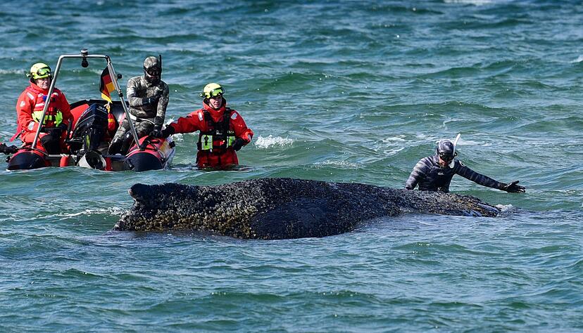 Zwischenzeitlich wurde der Bagger von dem Biologen Robert Marc Lehmann angeleitet.