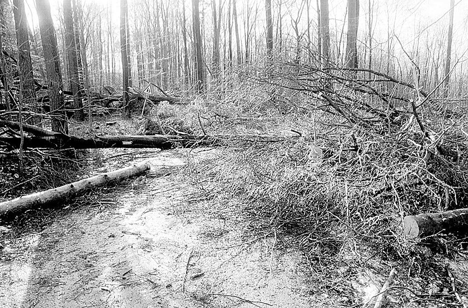 Abgeknickte und umgeworfene Bäume versperrten überall, wie hier bei Prevorst, die Waldwege. Abgeknickte und umgeworfene Bäume versperrten überall, wie hier bei Prevorst, die Waldwege.