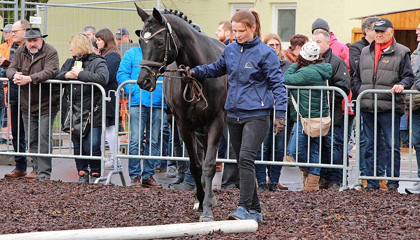 Die Pferdepr&auml;mierung beim &Ouml;hringer Pferdemarkt lief bisher immer montags, am 15. Februar findet sie erstmals sonntags statt.