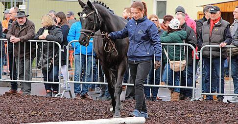Die Pferdeprämierung beim Öhringer Pferdemarkt lief bisher immer montags, am 15. Februar findet sie erstmals sonntags statt. Die Pferdeprämierung beim Öhringer Pferdemarkt lief bisher immer montags, am 15. Februar findet sie erstmals sonntags statt.