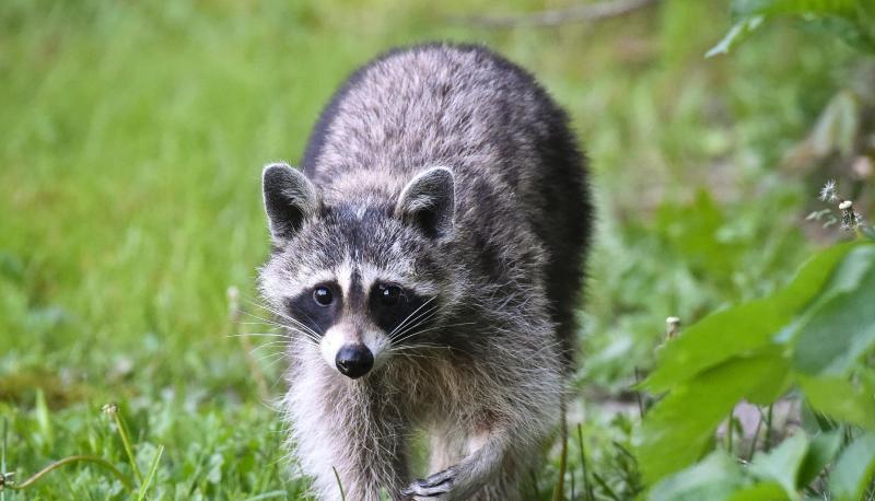 Wie viele Waschb&auml;ren, Minks und Marderhunde genau in Baden-W&uuml;rttemberg leben, ist unbekannt. Foto: Patrick Pleul