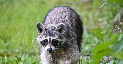 Wie viele Waschb&auml;ren, Minks und Marderhunde genau in Deutschland leben, ist unbekannt. Foto: Patrick Pleul