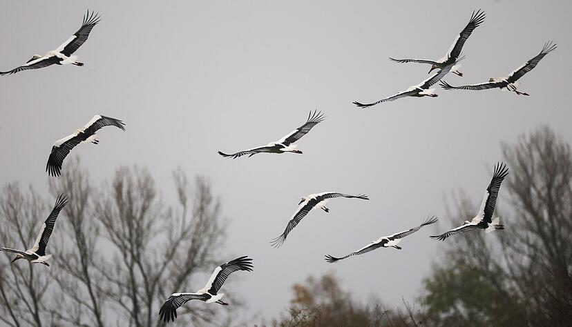 Das verregnete Jahr 2024 war schlecht f&uuml;r Wei&szlig;st&ouml;rche in Baden-W&uuml;rttemberg. (Archivbild)