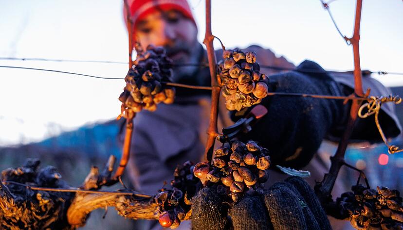 Winzer im S&uuml;dwesten starten Eiswein-Lese. (Archivbild)