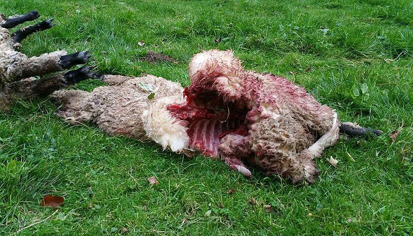 Im Oktober hat ein Wolf drei Schafe bei Widdern-Unterkessach gerissen. Foto: privat