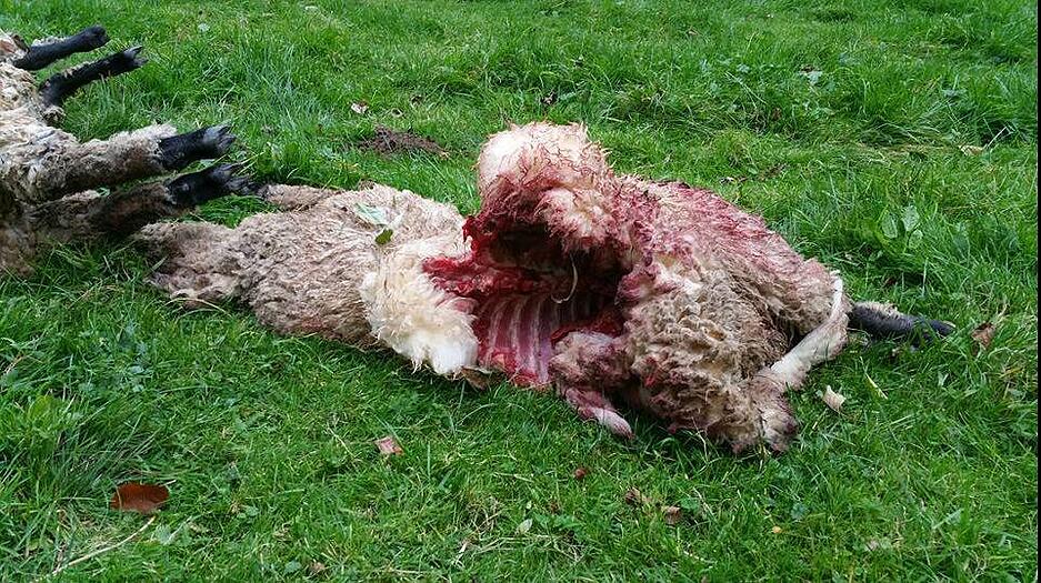 Im Oktober hat ein Wolf drei Schafe bei Widdern-Unterkessach gerissen. Foto: privat