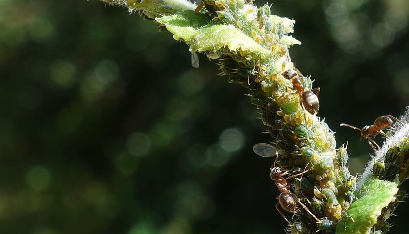 Ameisen melken Blattl&auml;use und ern&auml;hren sich von ihren Ausscheidungen, dem Honigtau.