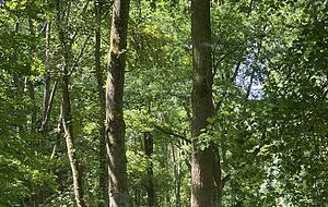 Auf dem Weg zurück zur Burg passiert man den alten jüdischen Friedhof.