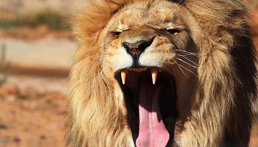 Ein Löwe war aus seinem Käfig in Antalya ausgebrochen. (Symbolbild) Ein Löwe war aus seinem Käfig in Antalya ausgebrochen. (Symbolbild)