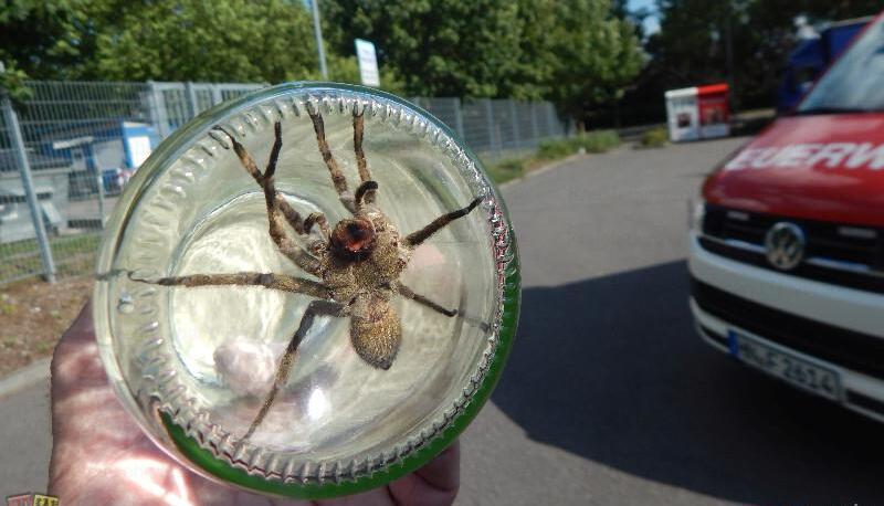 Feuerwehr fängt Giftspinne ein | 26.07.