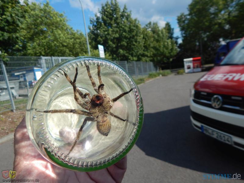 Feuerwehr fängt Giftspinne ein | 26.07.