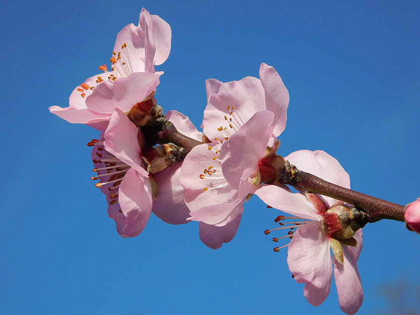 Zwischen Februar und M&auml;rz stehen die Mandelb&auml;ume in voller Bl&uuml;te. Vor allem Mitte M&auml;rz sind sie besonders sch&ouml;n, wie hier am Breitenauer See.