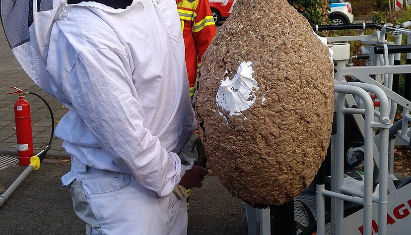 Ein Mitglied der Feuerwehr Karlsruhe mit einem Sekundärnest der Asiatischen-Hornisse. Der Eingang ist verschlossen worden.