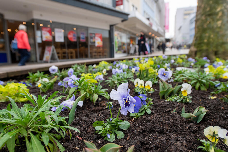 Erste Frühjahrsblüher in Heilbronn Erste Frühjahrsblüher in Heilbronn