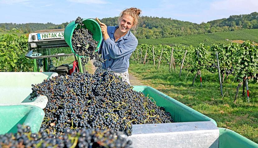 Luisa Albrecht vom Weingut Albrecht-Kießling hat trotz allem Spaß an der Traubenlese, nicht nur mit der Sorte Merlot, die 94 Oechsle erreichte.
Foto: Ralf Seidel Luisa Albrecht vom Weingut Albrecht-Kießling hat trotz allem Spaß an der Traubenlese, nicht nur mit der Sorte Merlot, die 94 Oechsle erreichte.
Foto: Ralf Seidel