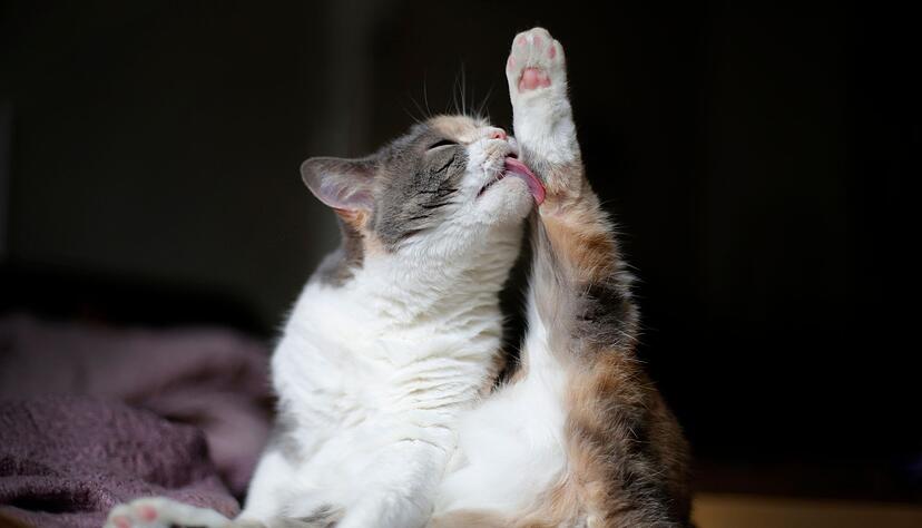 Bei Seniorenkatzen kann die fr&uuml;here Beweglichkeit nachlassen. Dann k&ouml;nnen schwer zug&auml;ngliche Stellen, etwa am Schwanzansatz, verfilzen.