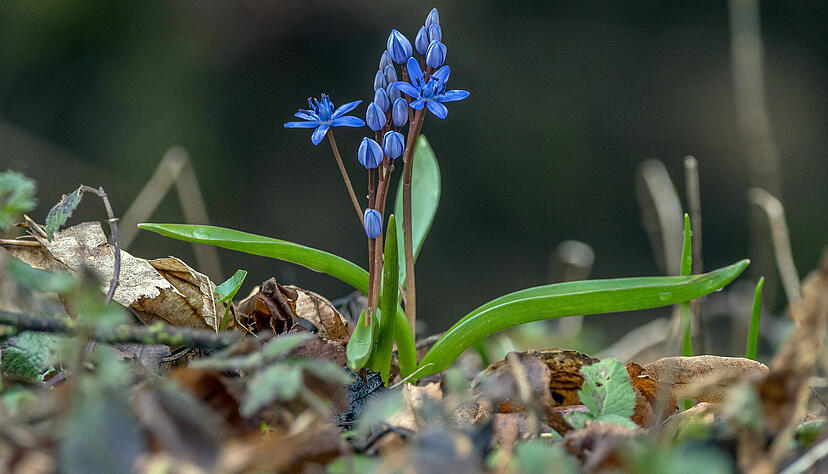 Mögliche Folgen einer Vergiftung durch den Blaustern äußern sich in Symptomen wie Übelkeit, Durchfall, Hustenreiz, Brennen im Mund- und Rachenraum sowie Herzrhythmusstörungen. Mögliche Folgen einer Vergiftung durch den Blaustern äußern sich in Symptomen wie Übelkeit, Durchfall, Hustenreiz, Brennen im Mund- und Rachenraum sowie Herzrhythmusstörungen.