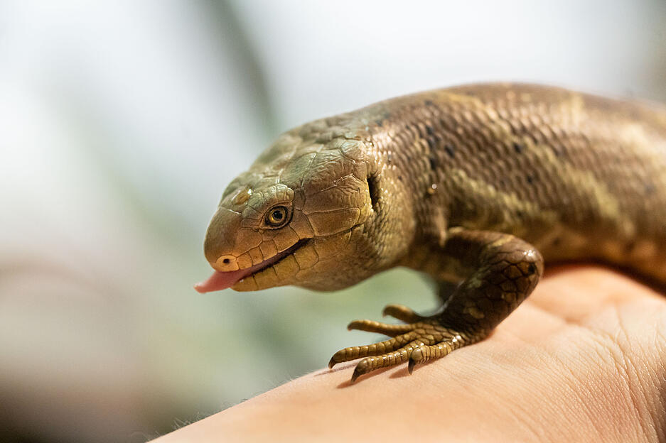 Gleich zum Start in das neue Jahr 2025, am 30. Januar, machten die Tierpfleger eine &uuml;berraschende Entdeckung: Bei den Wickelschwanzskinken trafen sie auf ein Jungtier.