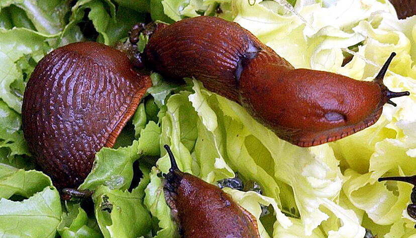Rotbraune Nacktschnecken sitzen in einem Garten in Leipzig auf einen von ihnen fast abgefressenen Kopfsalat. Die Spanische Wegschnecke wird nun auch im hohen Norden zur Plage. Nach Angaben von Experten wurde die gefräßige Schnecke sogar schon auf der Insel Sylt entdeckt. Zuletzt hatten vor allem Kleingärtner und Gartenbaubetriebe in Mecklenburg- Vorpommern von einer wachsenden Zahl der Plagegeister berichtet. Die ersten Spanischen Wegschnecken wurden in den 1970er Jahren aus Südeuropa mit Pflanzentransporten nach Deutschland eingeschleppt. Sie fressen im Gegensatz zu den heimischen Arten fast alles Pflanzliche, was ihr vor das Maul kommt - aber auch Aas. Außerdem legen sie mit bis zu 400 Eiern mehr als doppelt so viele wie heimische Schnecken. Foto: Waltraud Grubitzsch, dpa Rotbraune Nacktschnecken sitzen in einem Garten in Leipzig auf einen von ihnen fast abgefressenen Kopfsalat. Die Spanische Wegschnecke wird nun auch im hohen Norden zur Plage. Nach Angaben von Experten wurde die gefräßige Schnecke sogar schon auf der Insel Sylt entdeckt. Zuletzt hatten vor allem Kleingärtner und Gartenbaubetriebe in Mecklenburg- Vorpommern von einer wachsenden Zahl der Plagegeister berichtet. Die ersten Spanischen Wegschnecken wurden in den 1970er Jahren aus Südeuropa mit Pflanzentransporten nach Deutschland eingeschleppt. Sie fressen im Gegensatz zu den heimischen Arten fast alles Pflanzliche, was ihr vor das Maul kommt - aber auch Aas. Außerdem legen sie mit bis zu 400 Eiern mehr als doppelt so viele wie heimische Schnecken. Foto: Waltraud Grubitzsch, dpa