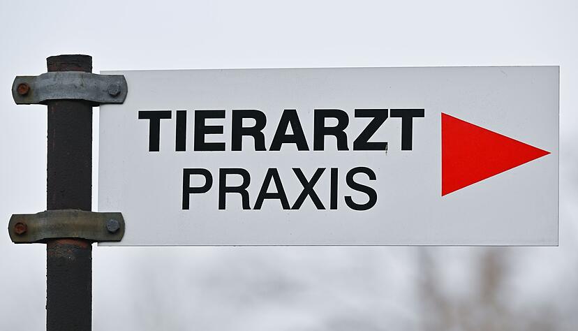 Tierheime beklagen h&ouml;here Kosten bei der Behandlung von Tieren. (Symbolbild)