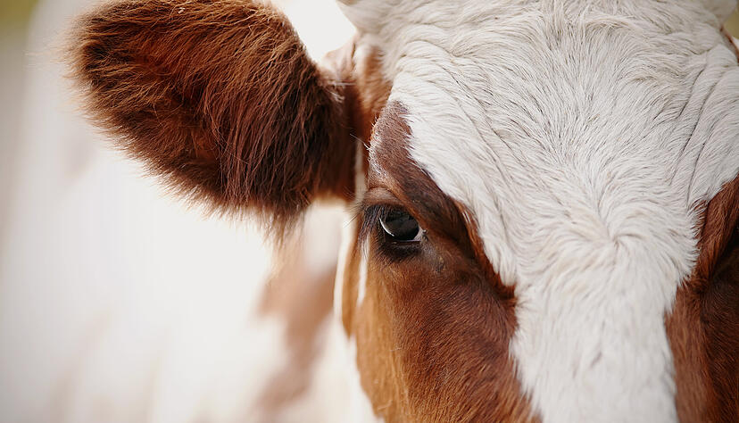 Ein landwirtschaftlicher Betrieb in Hohenloher steht in der Kritik.