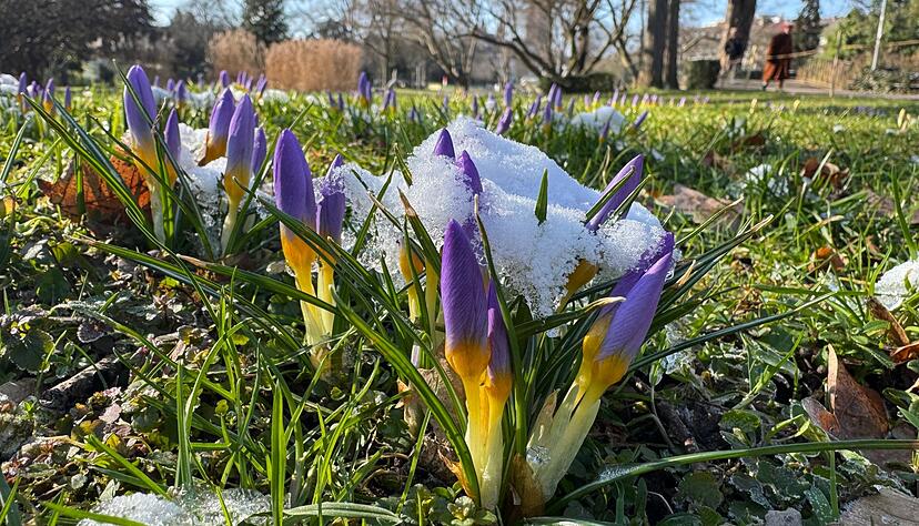 Mit den n&auml;chsten Sonnenstrahlen wird auch die Zahl der Fr&uuml;hlingsvorboten wie der Krokusse in Baden-W&uuml;rttemberg steigen. (Symbolbild)