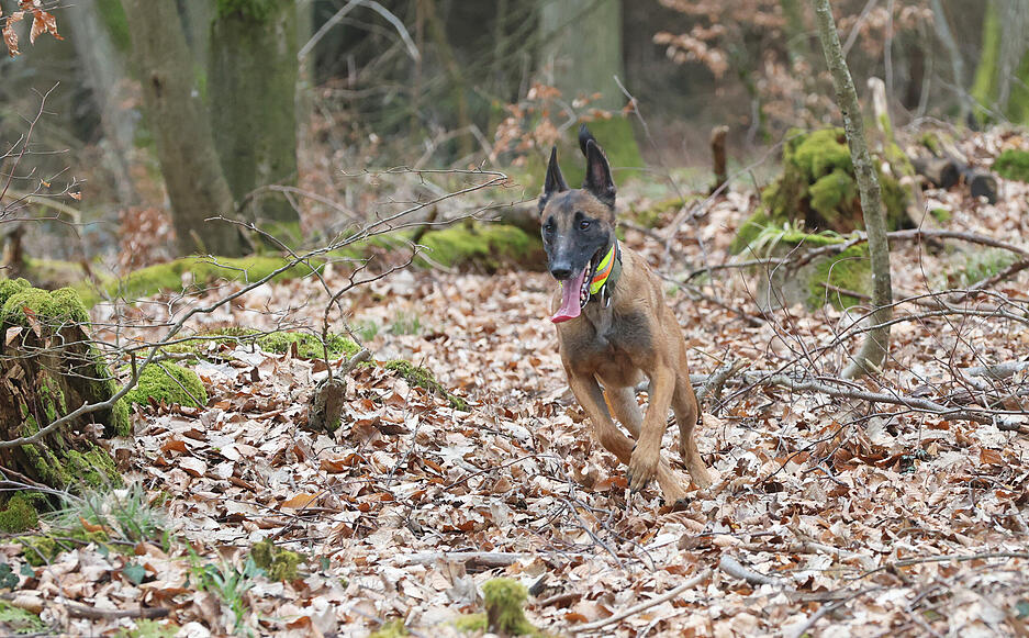 Wie Rettungshunde in Heilbronn f&uuml;r den Ernstfall trainieren