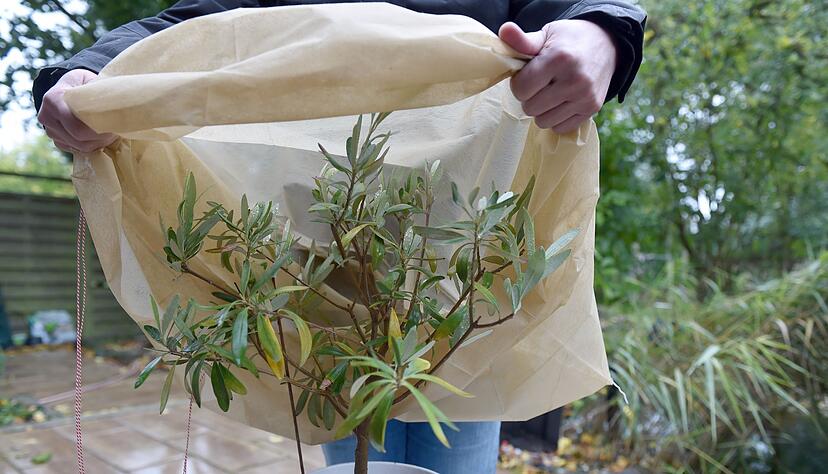 Vor Frost gesch&uuml;tzt: Im Winter kann man den Olivenbaum mit Vlies einwickeln.