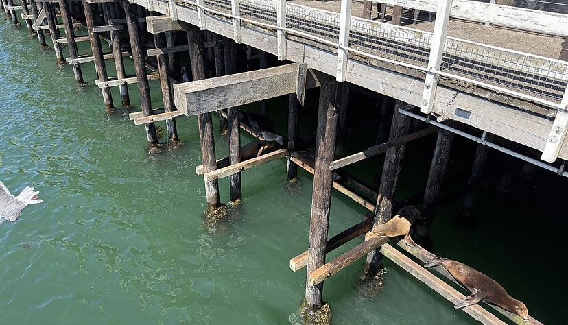Ach sieh an, Seehunde! Wie gut kann das iPhone 17 Pro in den Schatten unter den Pier reinzoomen? Unten: Wie sich herausstellt, passt sich die Tele-Kamera sehr gut an die Lichtverhältnisse an. Ach sieh an, Seehunde! Wie gut kann das iPhone 17 Pro in den Schatten unter den Pier reinzoomen? Unten: Wie sich herausstellt, passt sich die Tele-Kamera sehr gut an die Lichtverhältnisse an.