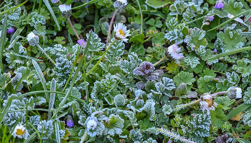 Der Deutsche Wetterdienst warnt vor einer frostigen Nacht. (Symbolbild)