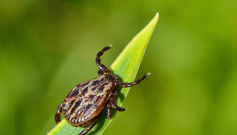 Inzwischen wurde das FSME-Virus nach Angaben des RKI auch in Auwaldzecken nachgewiesen. Foto: dpa