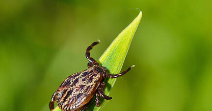 Inzwischen wurde das FSME-Virus nach Angaben des RKI auch in Auwaldzecken nachgewiesen. Foto: dpa