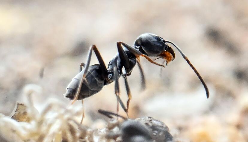 Die Ameisen sind nur wenige Millimeter groß. (Archivbild) Die Ameisen sind nur wenige Millimeter groß. (Archivbild)