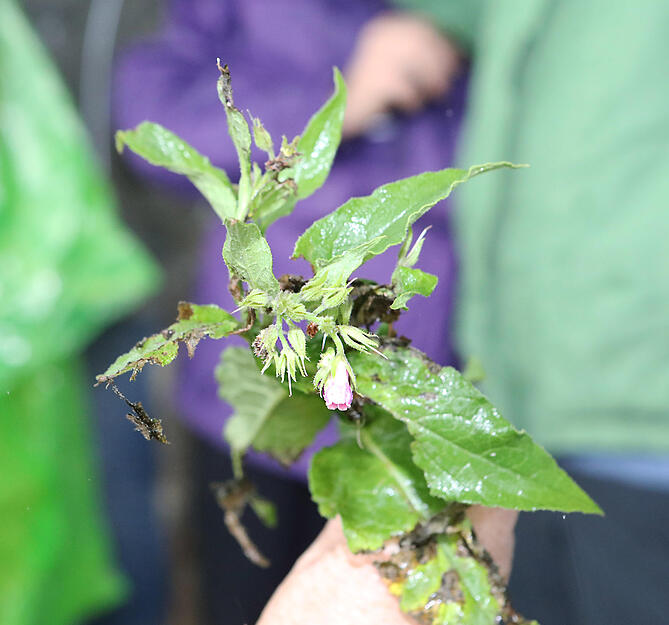 Lesersommer: meine.stimme-Wildkr&auml;uterf&uuml;hrung