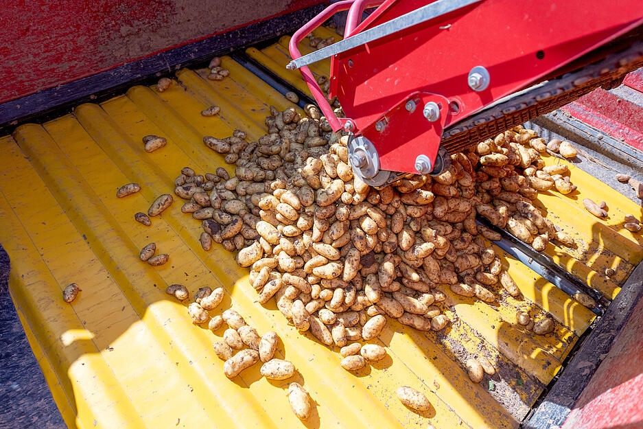 ...  und sammelt sie in einem gelben Beh&auml;lter, dem Bunker.