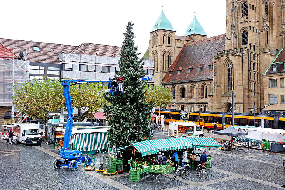 Die serbische Fichte ist 16 Meter hoch und zwei Tonnen schwer.