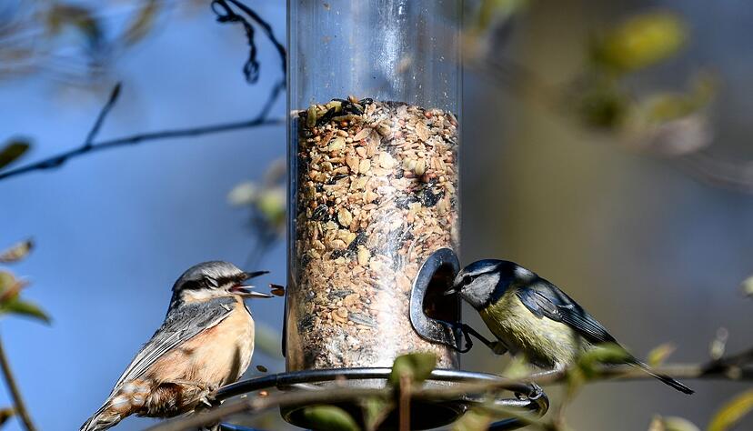 Wichtige Futterstellen: Trotz frühlingshafter Tage bleiben natürliche Futterquellen für Vögel im März oft knapp. Wichtige Futterstellen: Trotz frühlingshafter Tage bleiben natürliche Futterquellen für Vögel im März oft knapp.